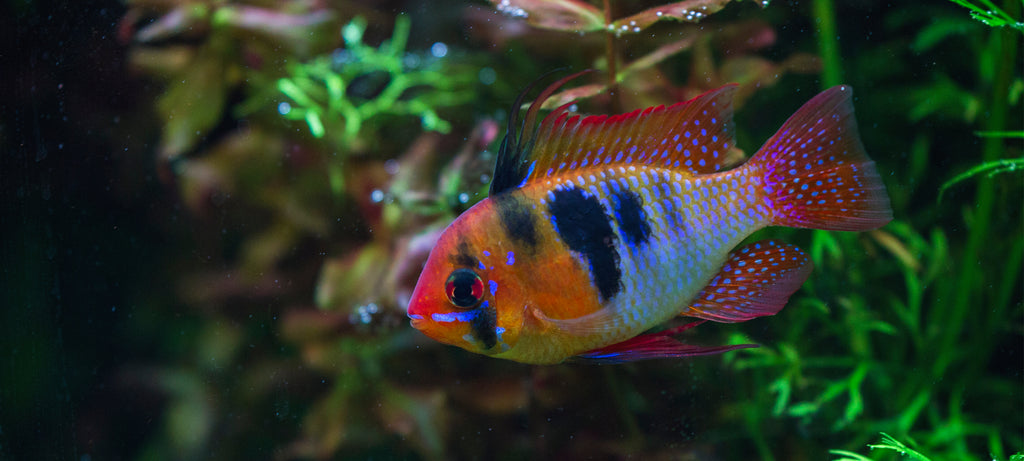 Boja ramirez ribice